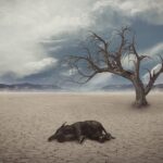 Why Some Animals Are Disappearing – And How Climate Plays a Big Role in It