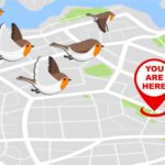 How Birds Navigate Thousands of Miles Without GPS
